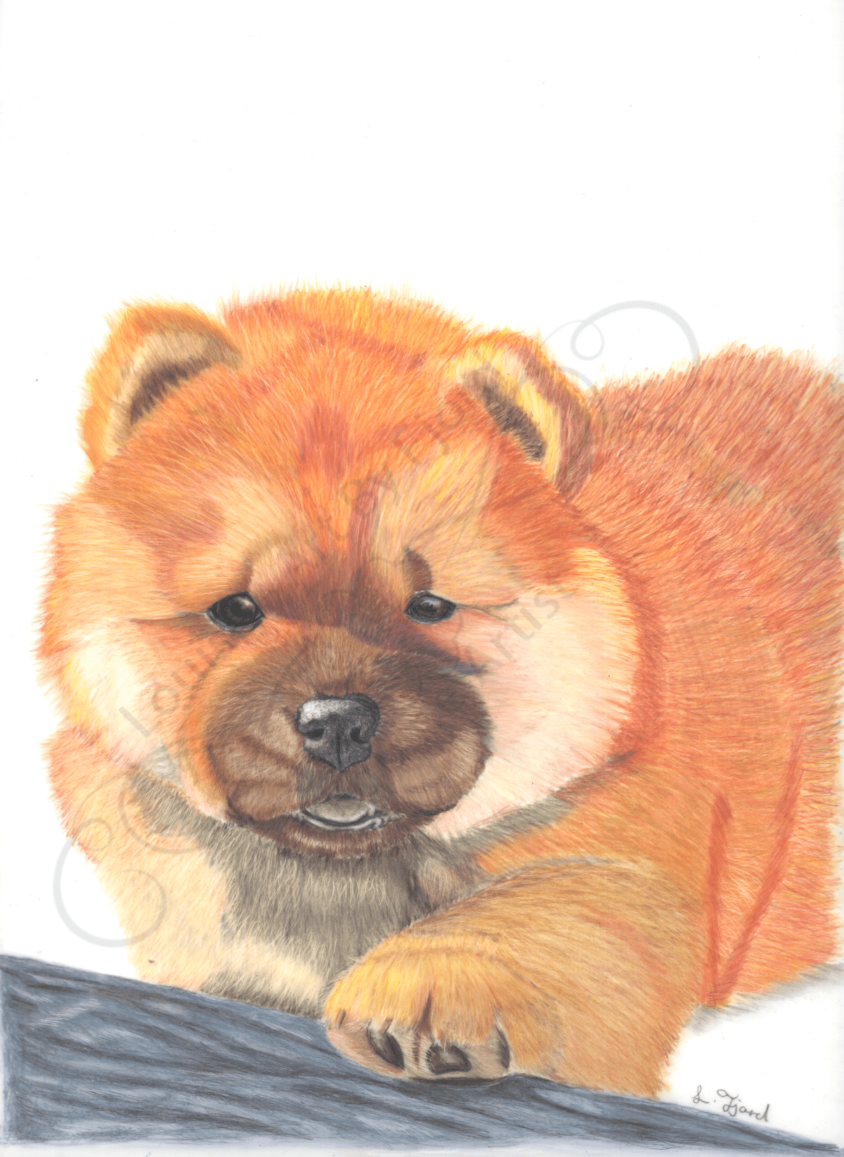 Alvin the Chow Chow&nbsp;puppy